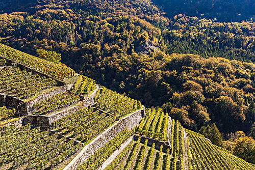 罗纳河谷葡萄园产区是法国第二大葡萄酒法定命名产区