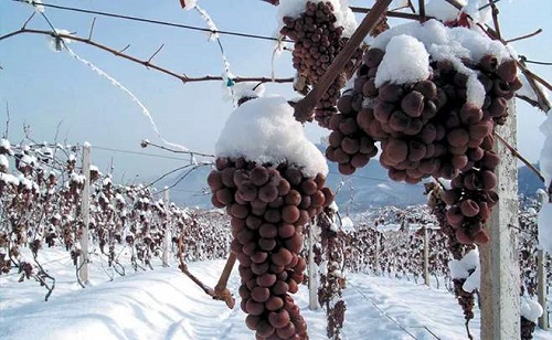 冰酒酿造的葡萄品种有什么？