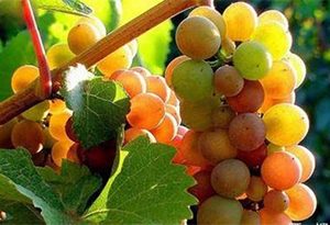 灰皮诺-葡萄品种