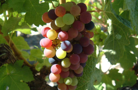 酿造葡萄酒的葡萄品种有什么？