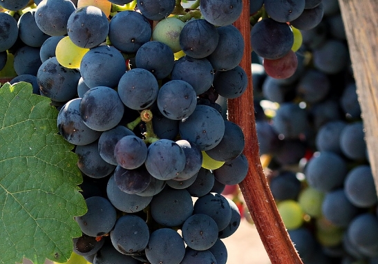 南非主要有哪些葡萄酒产区？