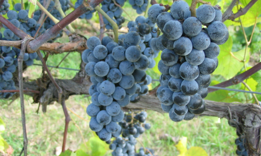 酿酒用的葡萄可以吃吗？