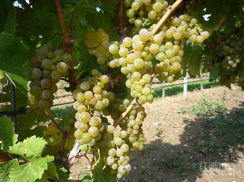 国际葡萄品种流行致使葡萄酒同质化加剧