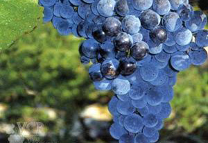 葡萄品种-黑珍珠
