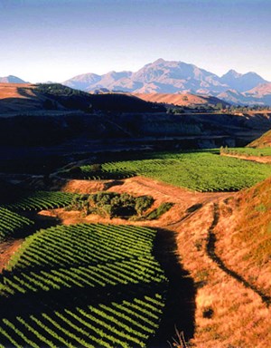 新西兰2014葡萄即将大丰收，重临供过于求之危？