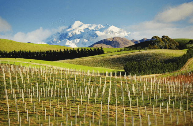 新西兰葡萄酒对美出口总额首超5亿美元