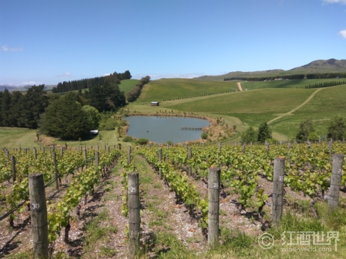 13%抵新西兰游客选择葡萄酒旅游项目