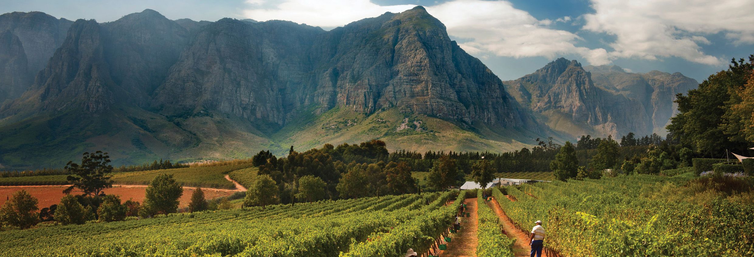 2013年南非葡萄酒火爆了：出口量创历史新高