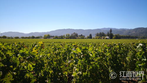 加州2016年葡萄大丰收，价格普遍上涨