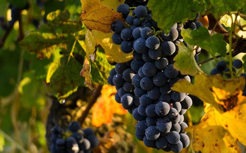 阿根廷门多萨葡萄酒的特点是什么？
