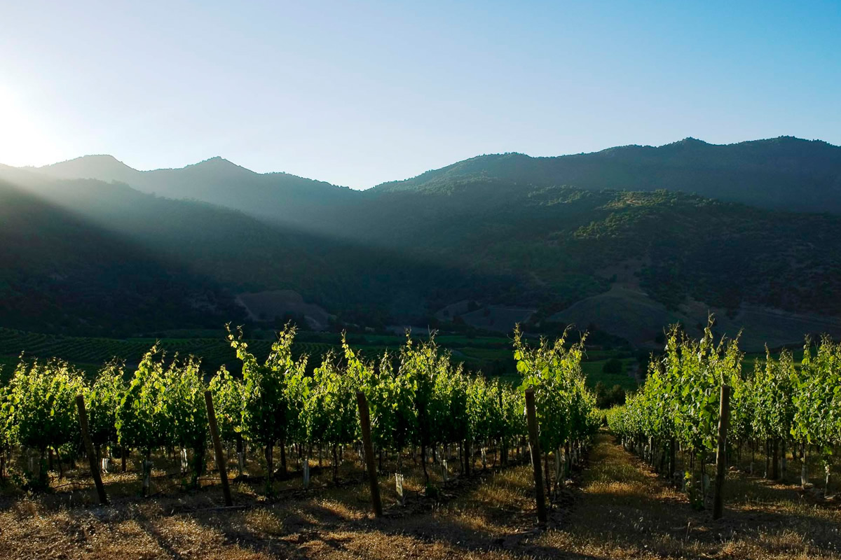 圣地酒庄成为智利首个获得零碳排放认证的酒庄