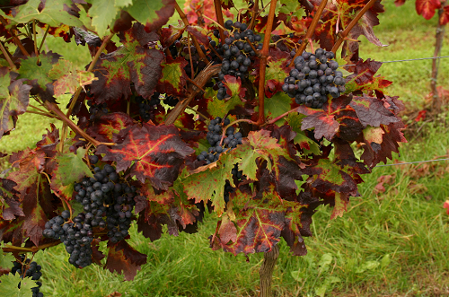 葡萄品种成为英国人购买顶级葡萄酒的指标