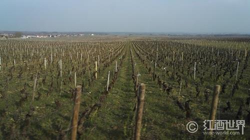 2013年法国葡萄酒产量或创近40年最低记录