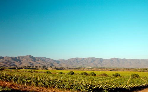 智利宣布葡萄酒新浪潮趋势已经到来