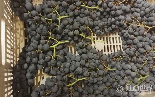 2013年法国南部产区开始采摘葡萄