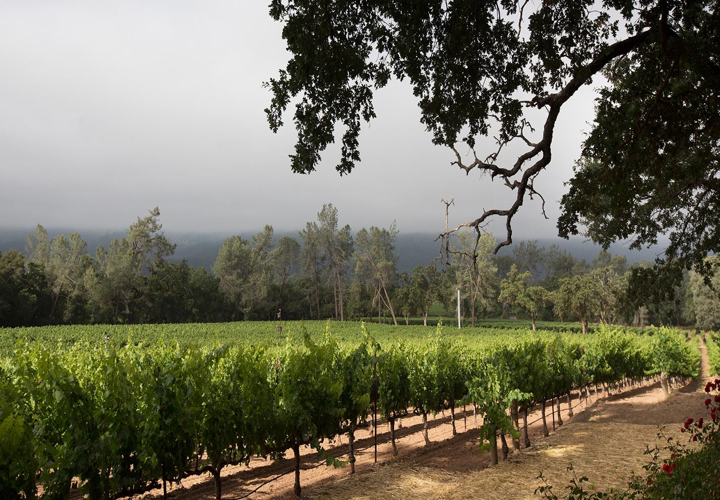 2013年美国加州有望喜迎葡萄大丰收