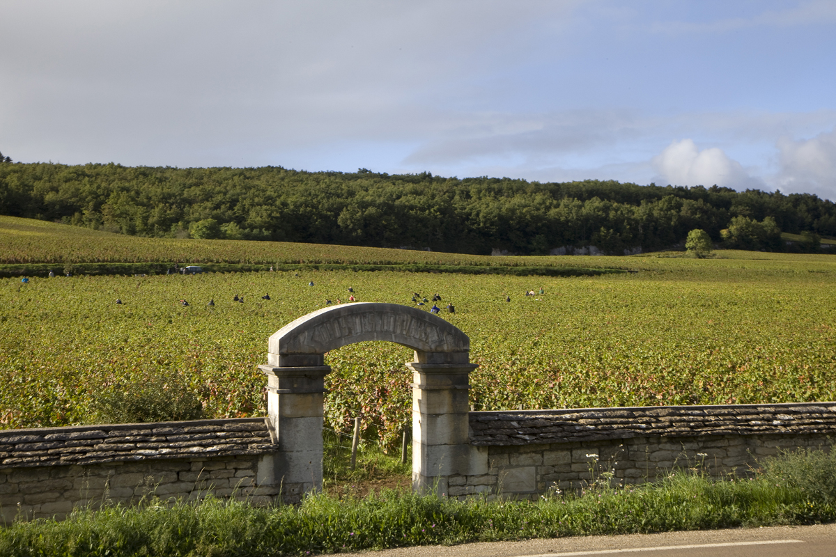 勃艮第夜圣乔治产区有望拥有首个特级葡萄园