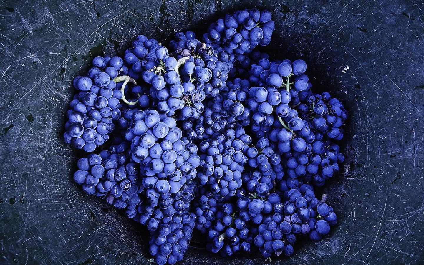常见的5大红葡萄品种有哪些典型风味？