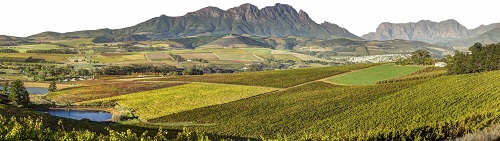 初见南非葡萄酒