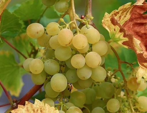 绿葡萄能做葡萄酒吗？