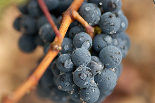 世界上最常见的16种红葡萄品种