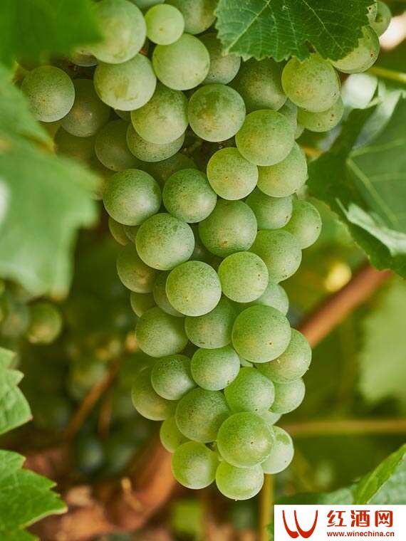 猎人谷——澳洲最古老的葡萄酒产区
