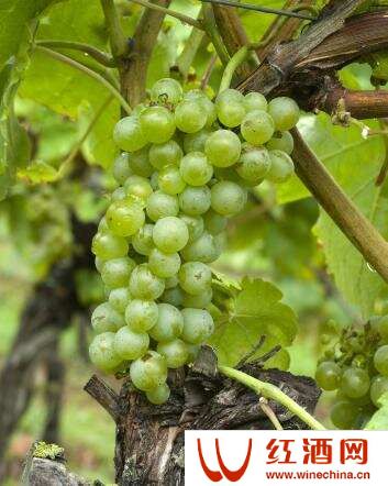 罗第丘的红葡萄酒为何要加白葡萄？