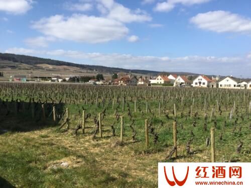 综览法国主要葡萄酒产区的好年份
