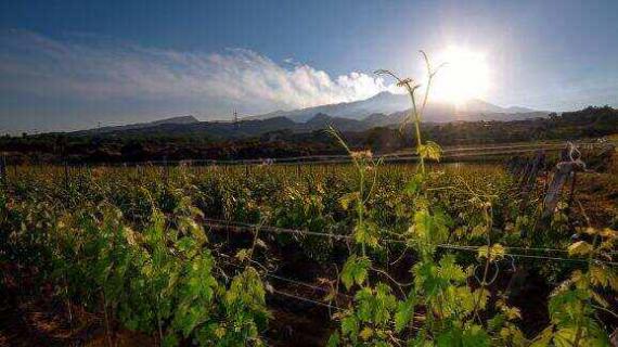 意大利火山红酒被称为南方的巴罗洛