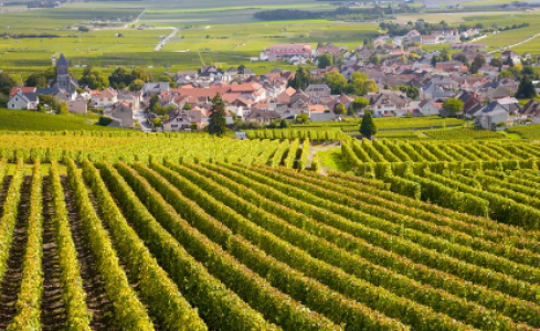 2023年法国葡萄酒收成勃艮第和卢瓦尔河产量上升波尔多产量减少